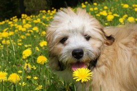 can i give my dog dandelion